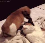 giphy (2).gif