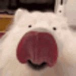 fries_dog_lick.gif