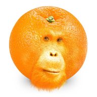 FAT
