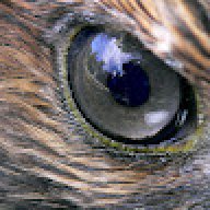 בנקובסקי אופק