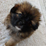 crackbean
