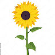 EverydaySunflower