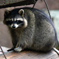 Raccoon Sten