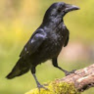 Corvus Corax