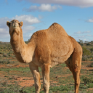 camel188