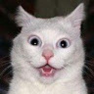 Kitteh