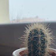 Dnaluch
