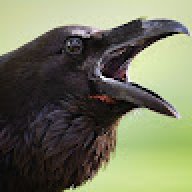 BirdBrain