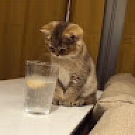 lemonjuicecat