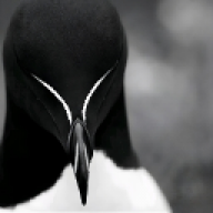 marshalmarkalmarshal