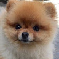 D.O G G