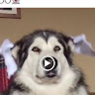bollo