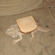 Rade Mcdaddy