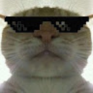 Scemer Cat