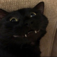 catmafiaomg