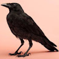 Corbeau Hiboux