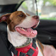 Dorian Pitbull