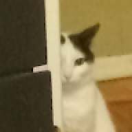 real rinnilune