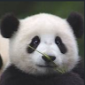 _Panda_