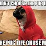 Pug Life