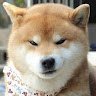 Doge Coldly