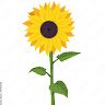 EverydaySunflower