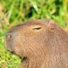 Kapibara AlvaraRP