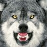 amlcmlssus