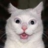 Kitteh