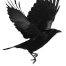 Biped Jackdaw