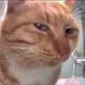 SussyCatussy