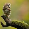 Blissful Owl