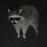shymonek