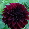 Lily Dahlia
