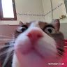 TheFroggeKing