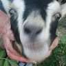 Terminater Goat