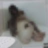 bandicot