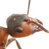 The Ant