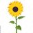 EverydaySunflower