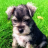voiddog_
