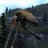 Stridur