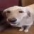 nigeldogi