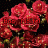 thiagooliveira456