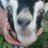 Terminater Goat