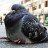 Pigeonpresents