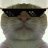 Scemer Cat