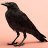 Corbeau Hiboux