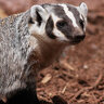 9badger99