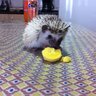 ALurker