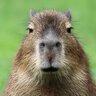 CapibaraMan